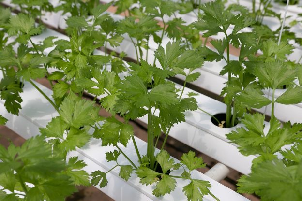 How To Choose The Best Hydroponic Nutrients