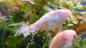 How To Hatch Cory Catfish Eggs